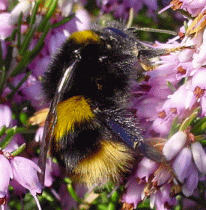 Buff-tailed Bumblebee