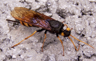 Horntail