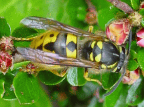 German Wasp