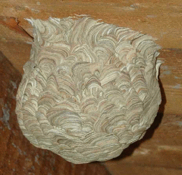 Wasp Nest