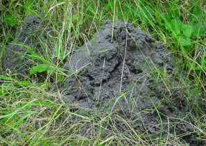 Ant Nest