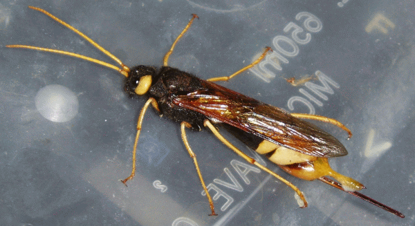 Horntail