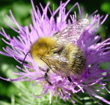Carder Bee Male