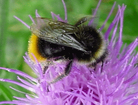 Red-tailed Bumblebee Male