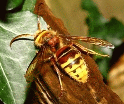 Hornet