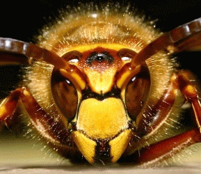 Hornet