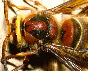Hornet
