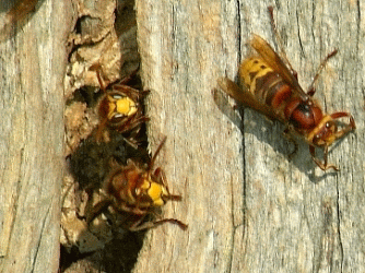 Hornet Nest