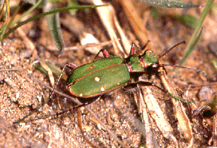 Cicindela