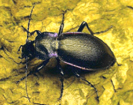 Carabus
