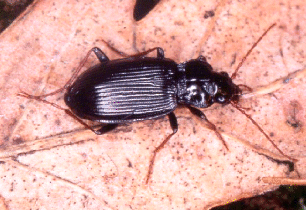 Nebria brevicollis