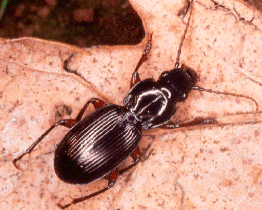 Pterostichus madidus
