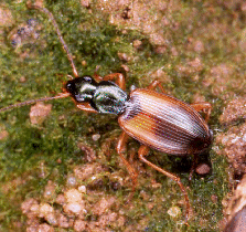 Agonum dorsale