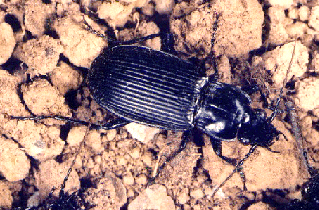 Pterostichus melanarius