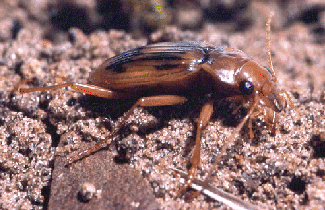 Nebria complanata