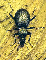 Cychrus