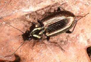 Agonum muelleri