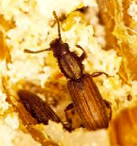 Oryzaephilus