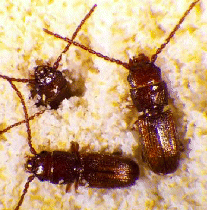 Cryptolestes