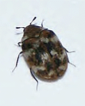 Anthrenus