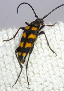 Leptura