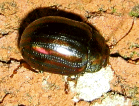 Chrysolina