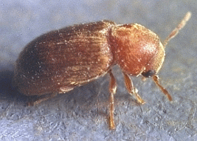 Stegobium