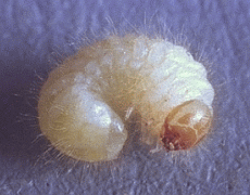 DRUG-STORE BEETLE