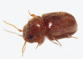 Lasioderma
