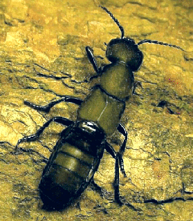 Ocypus