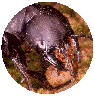Ocypus head