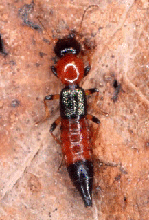 Paederus