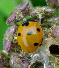 7-spot