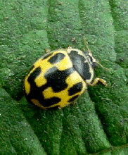 14-spot