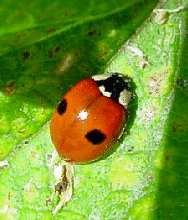 2-spot red
