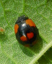 2-spot black
