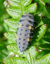 Ladybird Larva