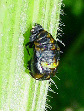 Ladybird Pupa