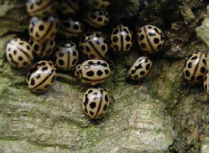 16-spot