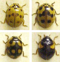 10-spot