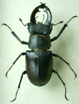 Lucanus male