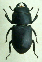 Dorcus