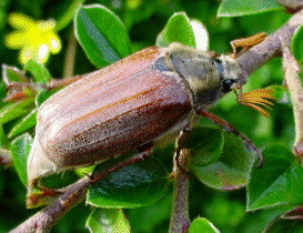 Melolontha
