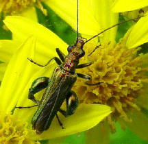 Oedemera male