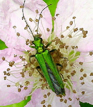Oedemera female