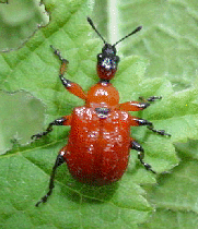Apoderus