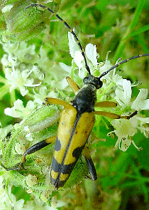 Leptura