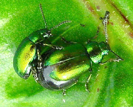 Gastrophysa