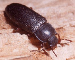 Tenebrio