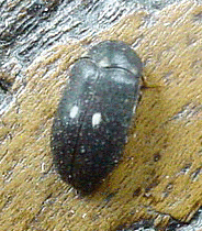 Attagenus